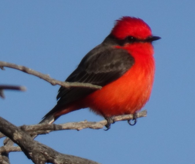 Vermilion Flycatcher - Justin Guzman