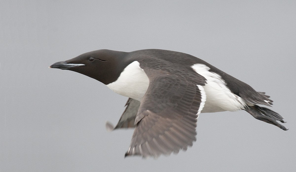 Thick-billed Murre - benny cottele