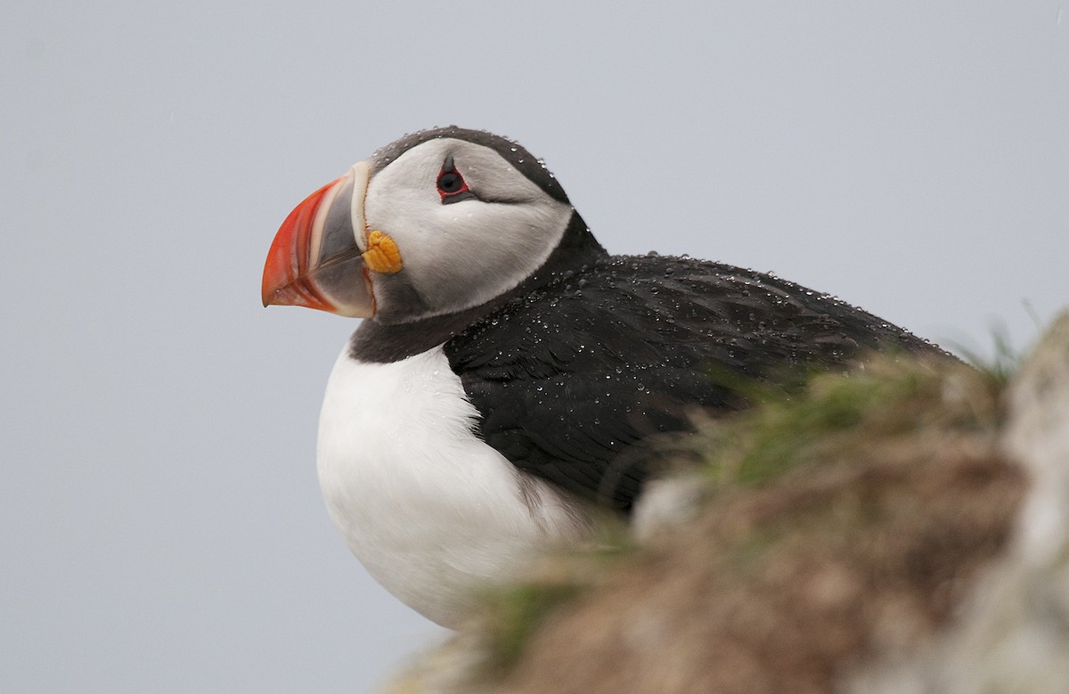 Atlantic Puffin - benny cottele