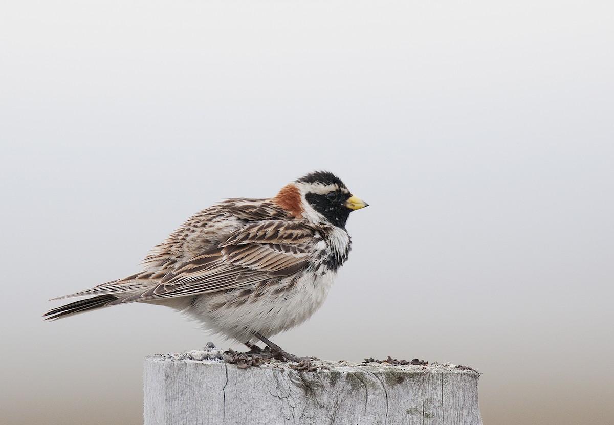 Lapland Longspur - ML291110161