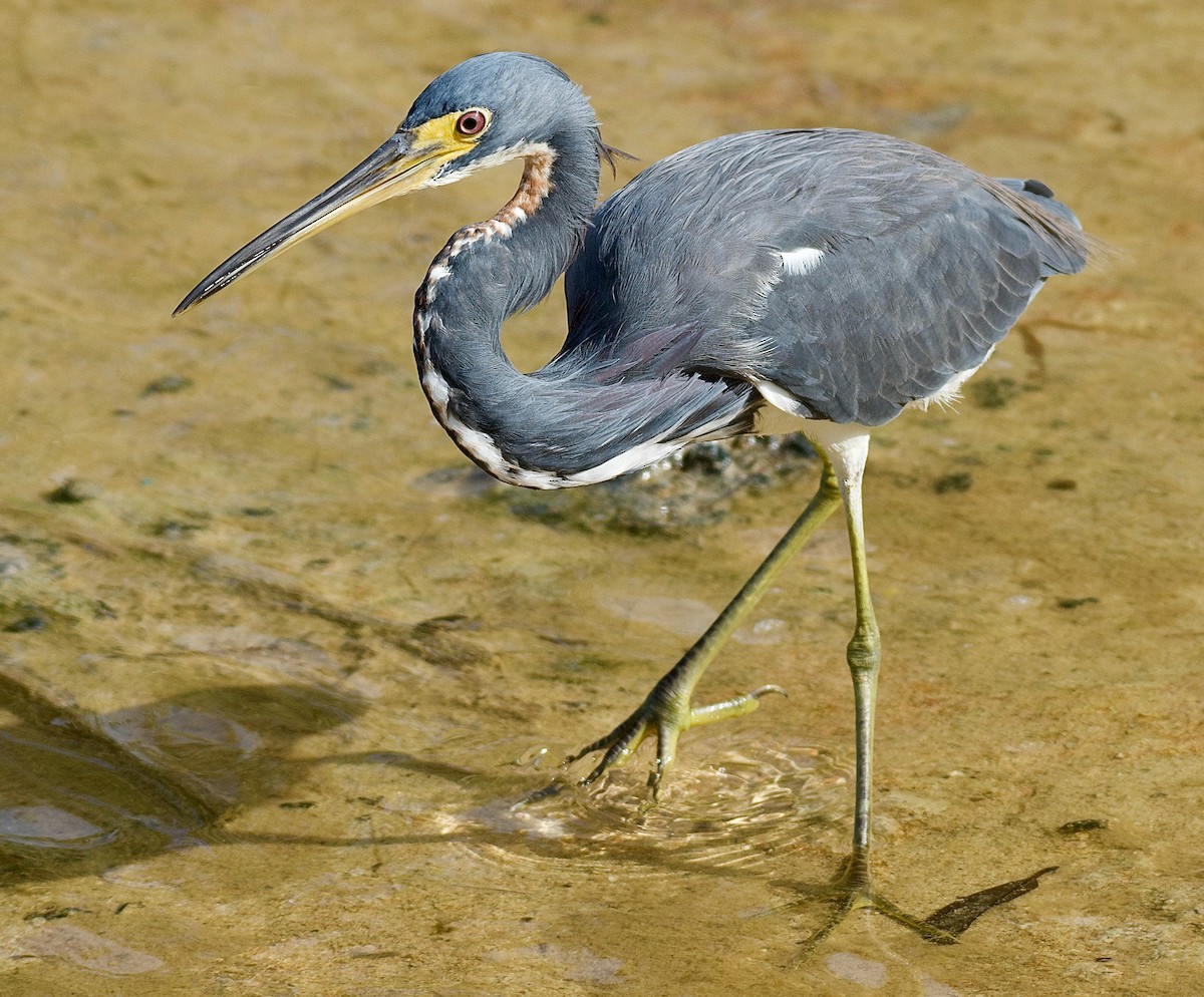 Tricolored Heron - Trey Rogers