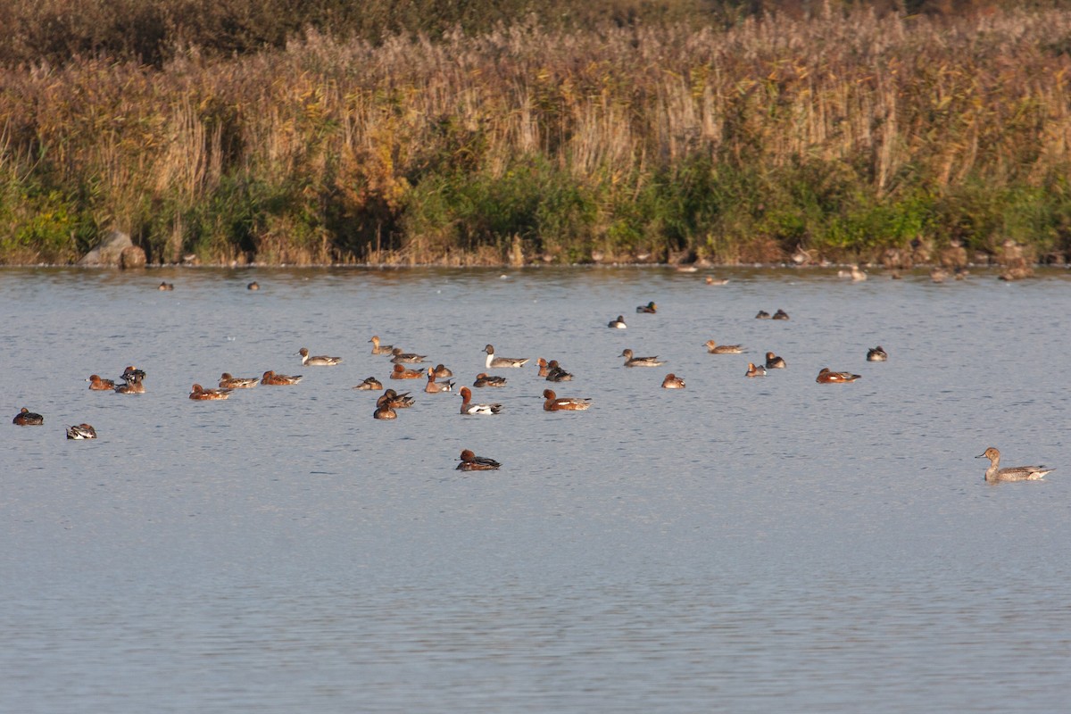 Canard siffleur - ML291111251