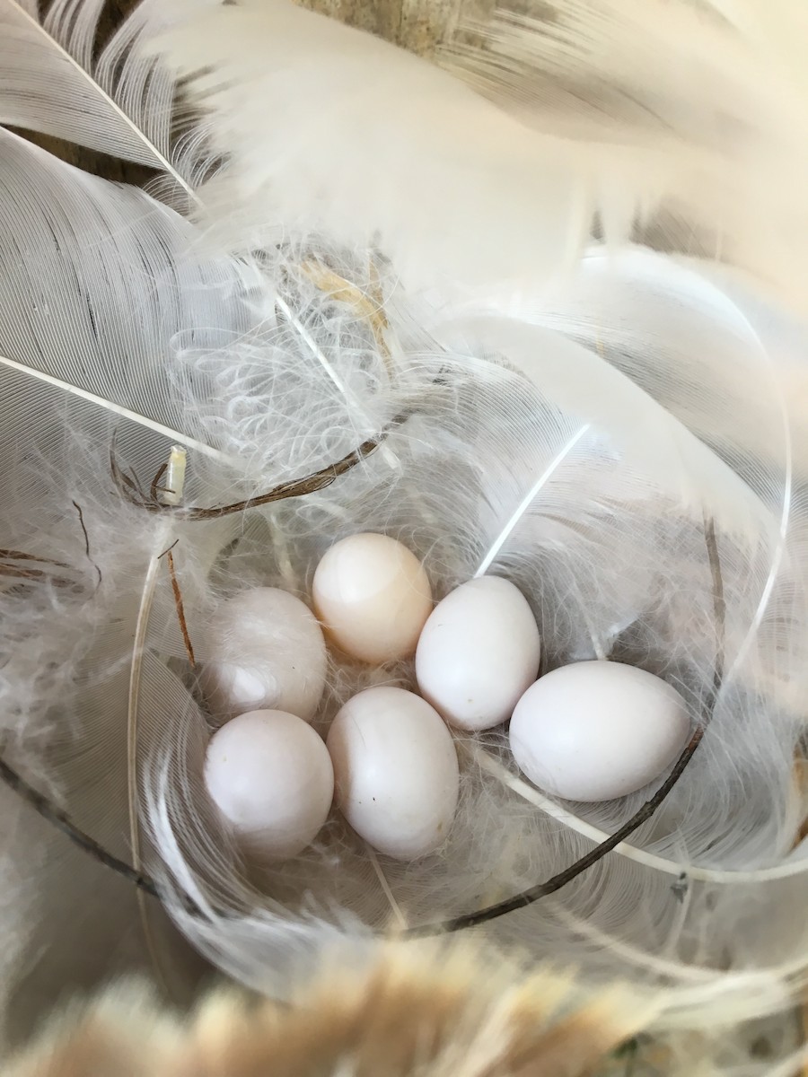 Tree Swallow - Jennifer Wenzel