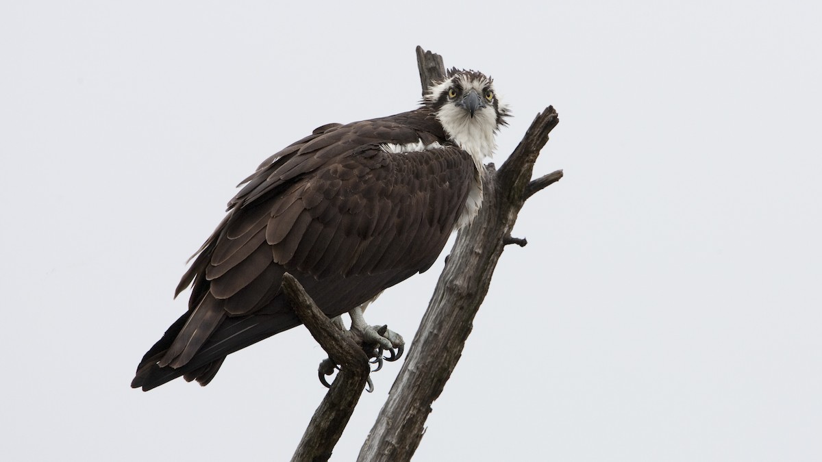 Águila Pescadora - ML29111231