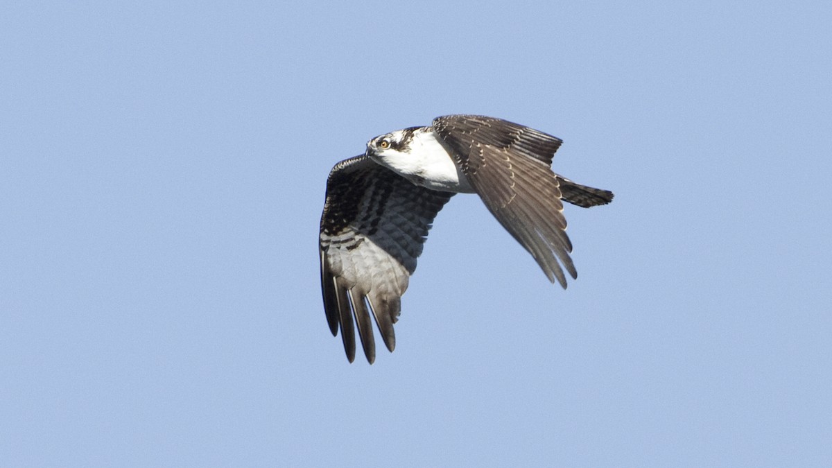 fiskeørn (carolinensis) - ML29111361