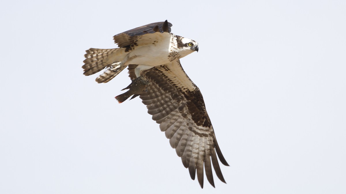 Osprey - ML29111471