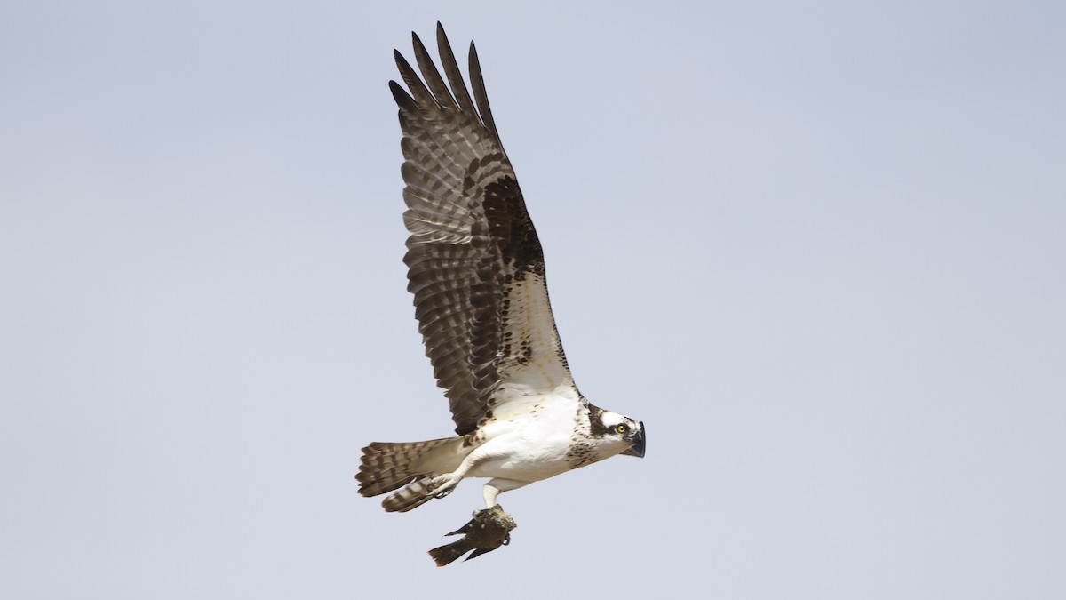 Osprey - Brian Sullivan