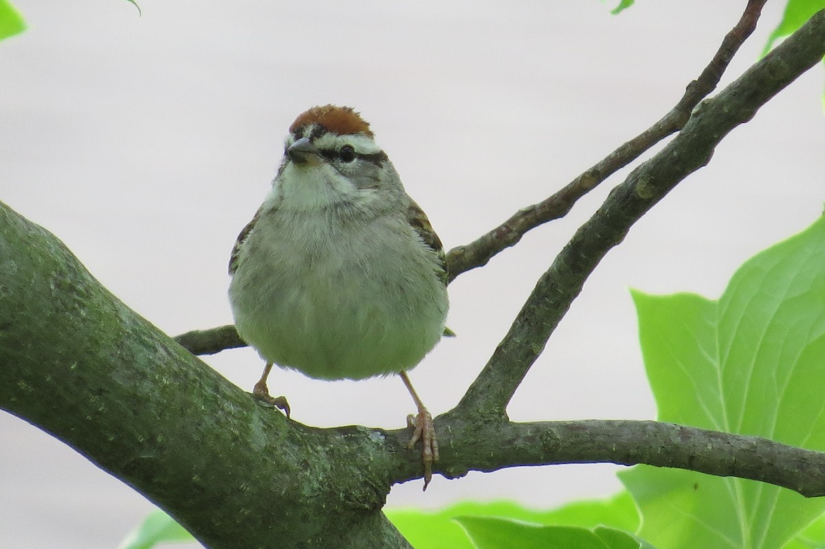 Chipping Sparrow - ML29111491