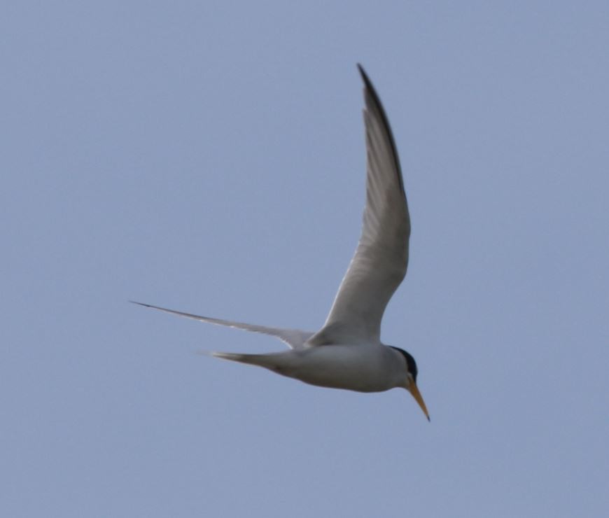 Least Tern - Claire Miller