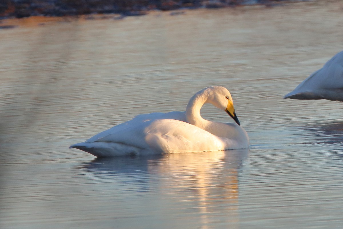 Whooper Swan - Roger Smith