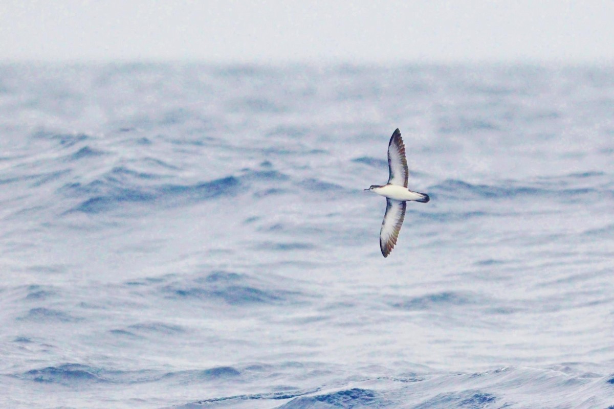 Barolo Shearwater - Annelies Jacobs