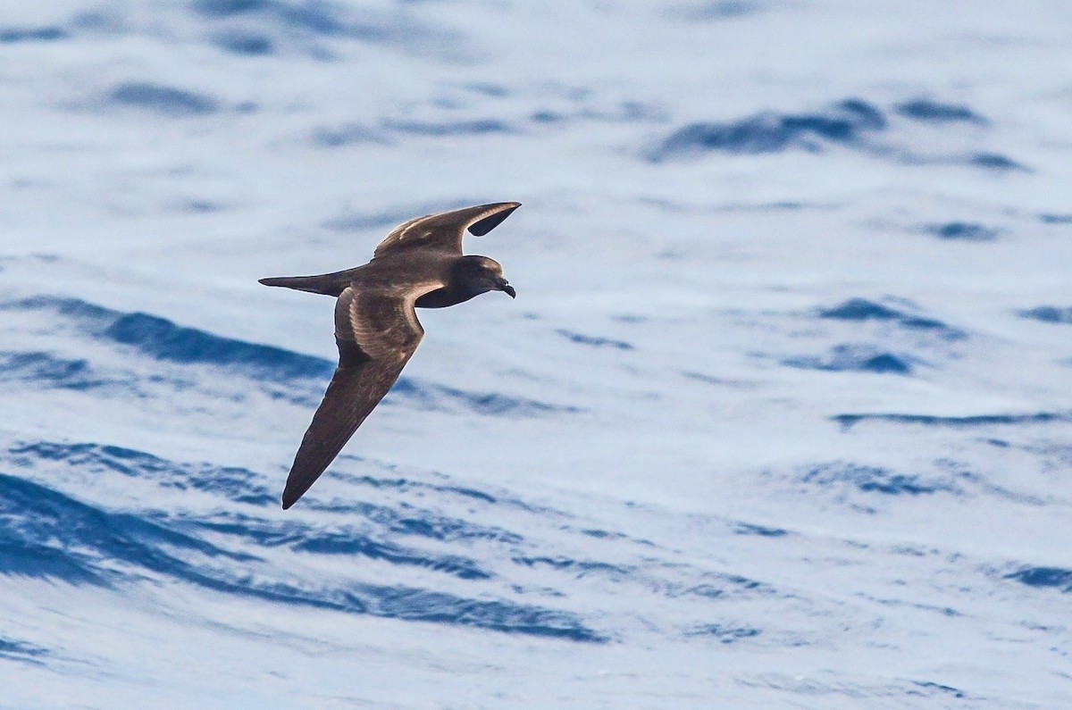 Bulwer's Petrel - ML291117241