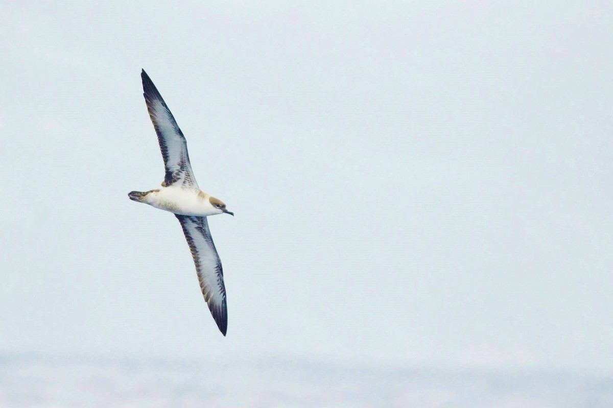 Great Shearwater - ML291117321