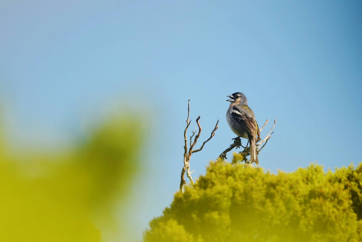 Azores Chaffinch - ML291117531