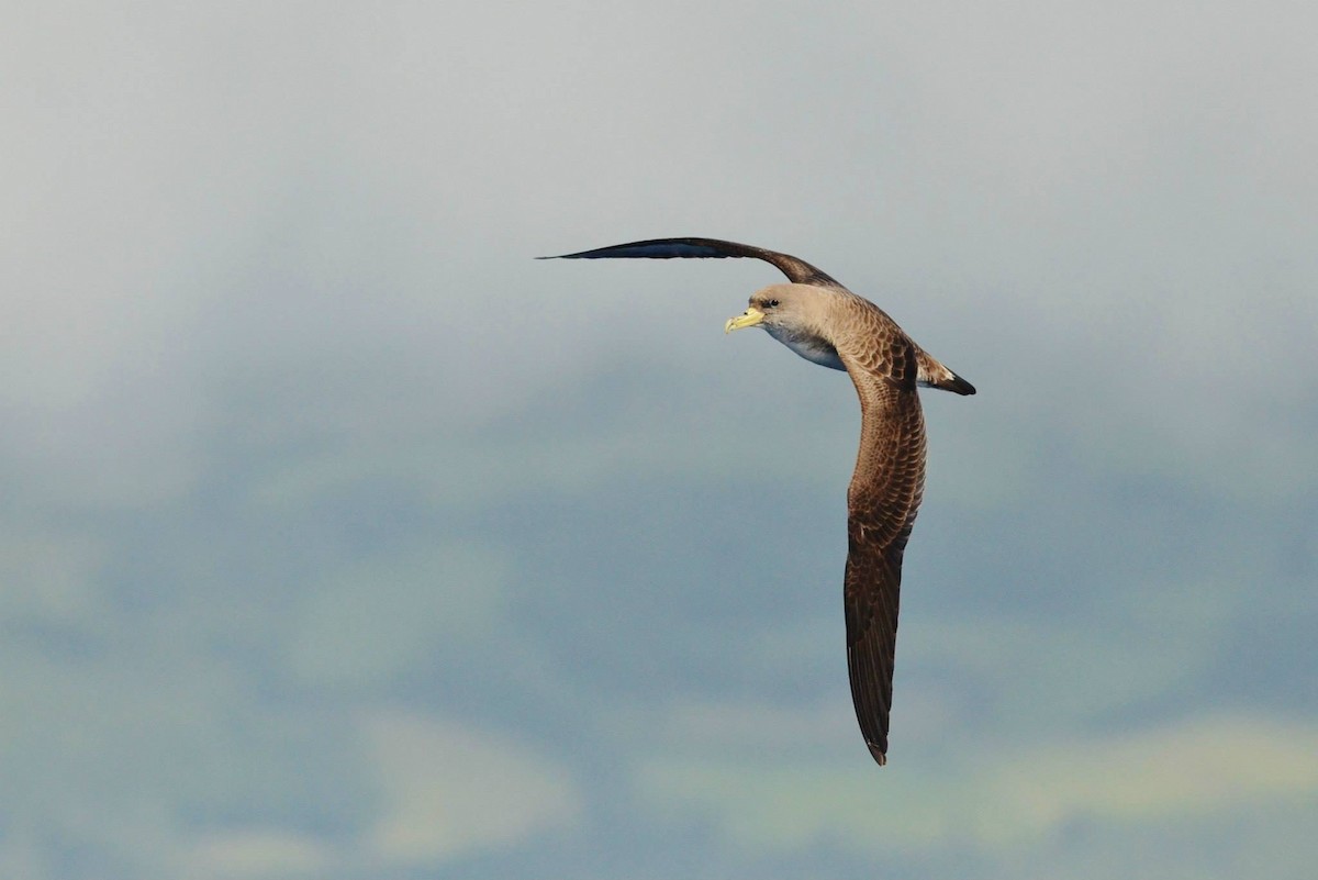 Cory's/Scopoli's Shearwater - ML291117731