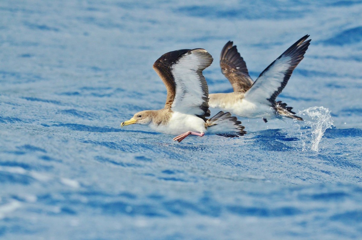 Cory's/Scopoli's Shearwater - ML291117741
