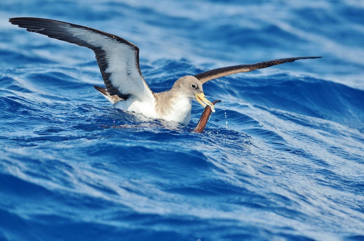 Cory's/Scopoli's Shearwater - ML291119071