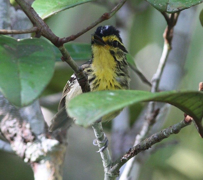 Yellow-browed Antbird - ML291122211