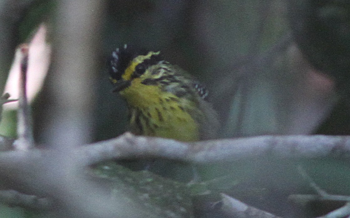 Yellow-browed Antbird - ML291122231
