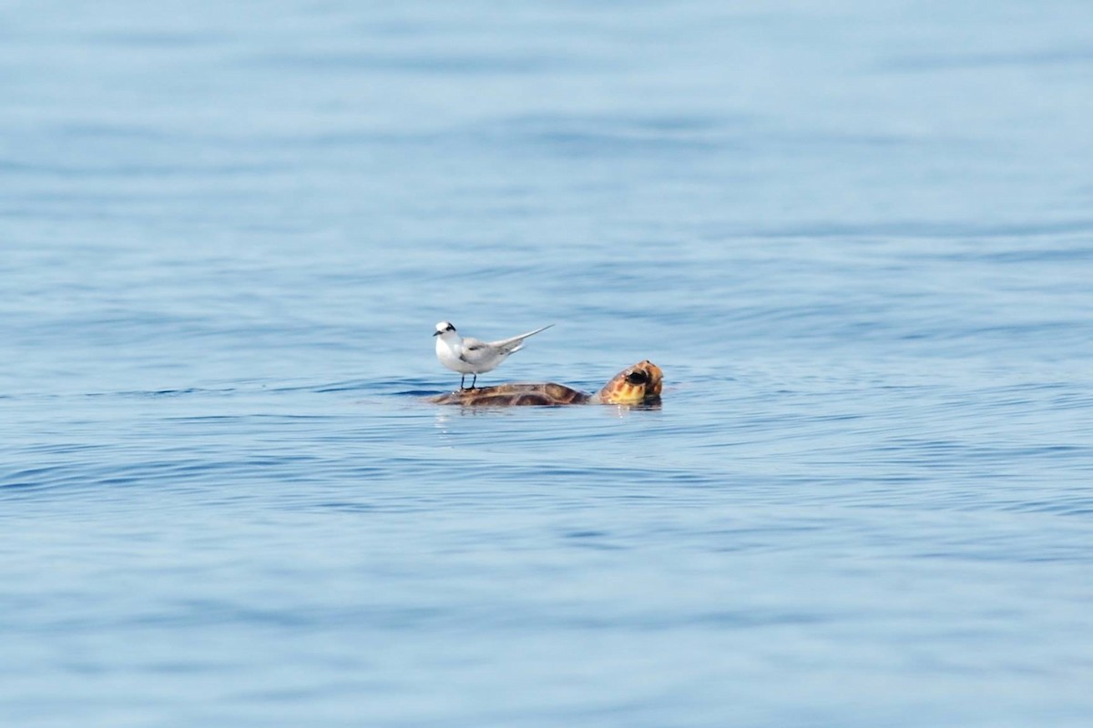 Roseate Tern - ML291122371