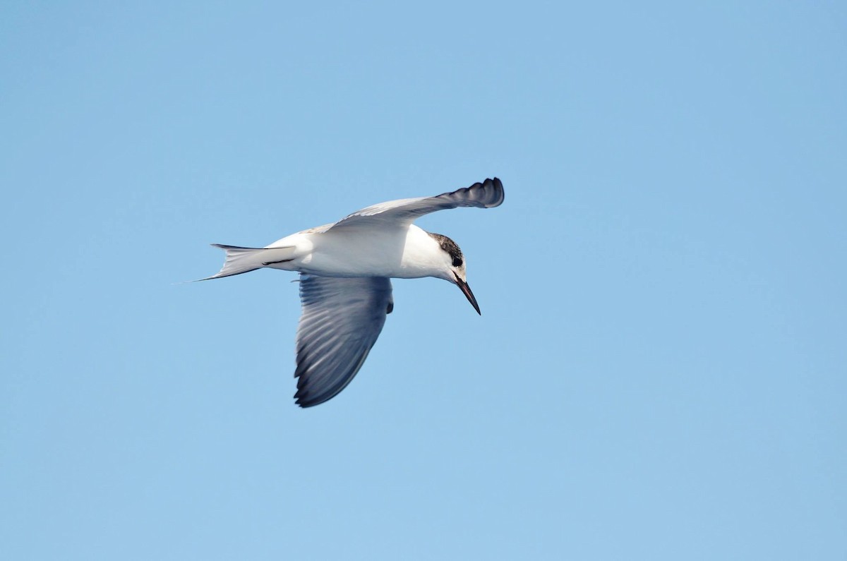 Common Tern - ML291122391