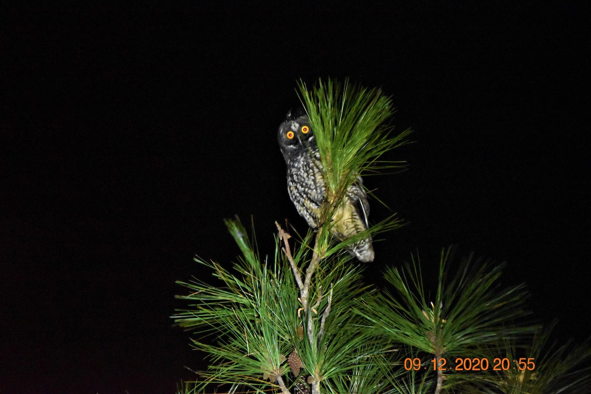 Stygian Owl - Blancaneaux Lodge Mnt pine ridge