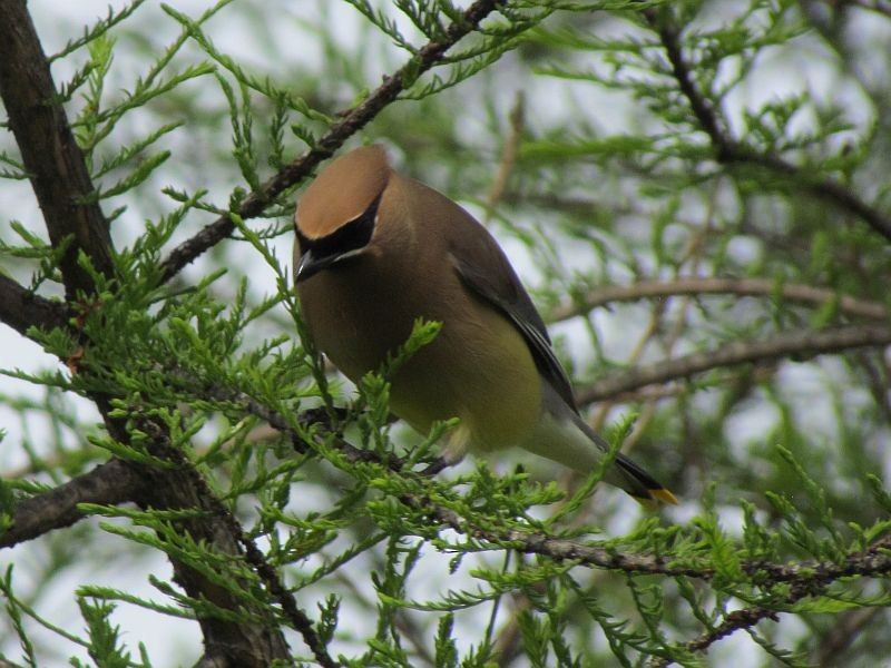 Cedar Waxwing - Tracy The Birder