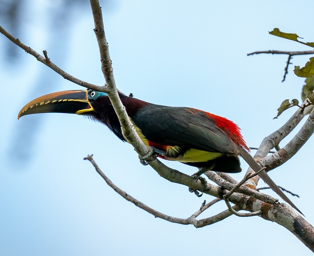 Chestnut-eared Aracari - ML291124711