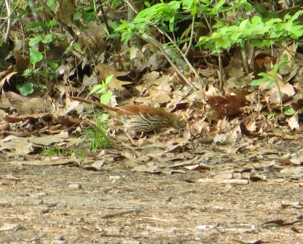 Brown Thrasher - ML29112491