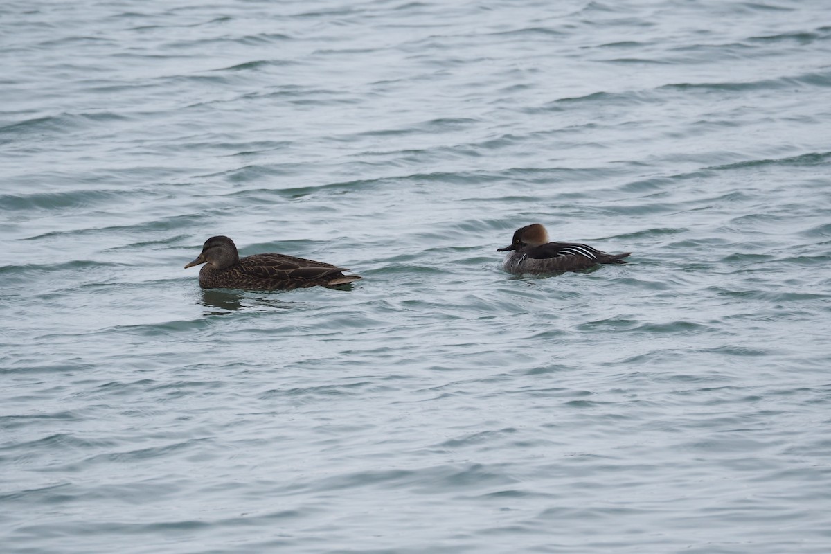 Hooded Merganser - Ann Porter