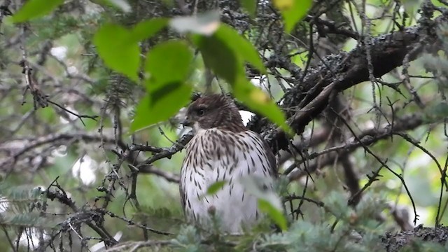 Cooper's Hawk - ML291128311