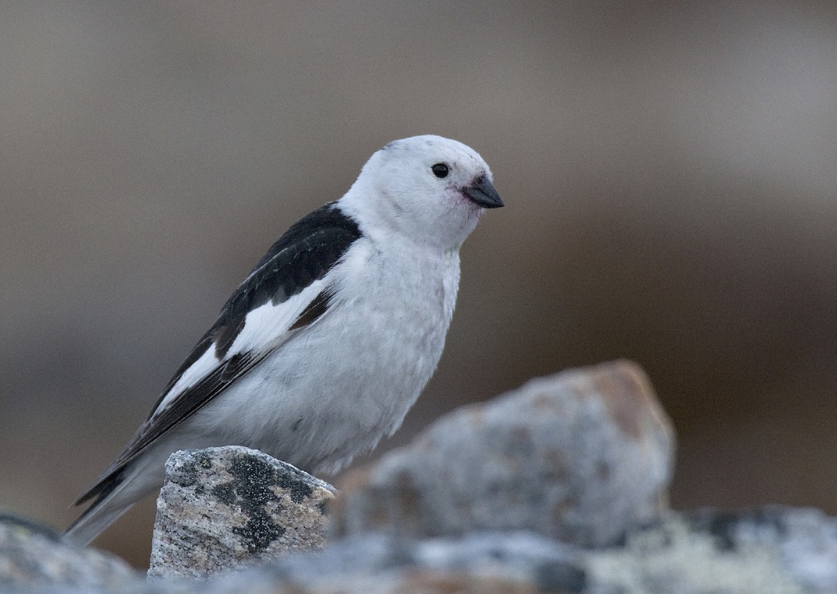Snow Bunting - ML291129481