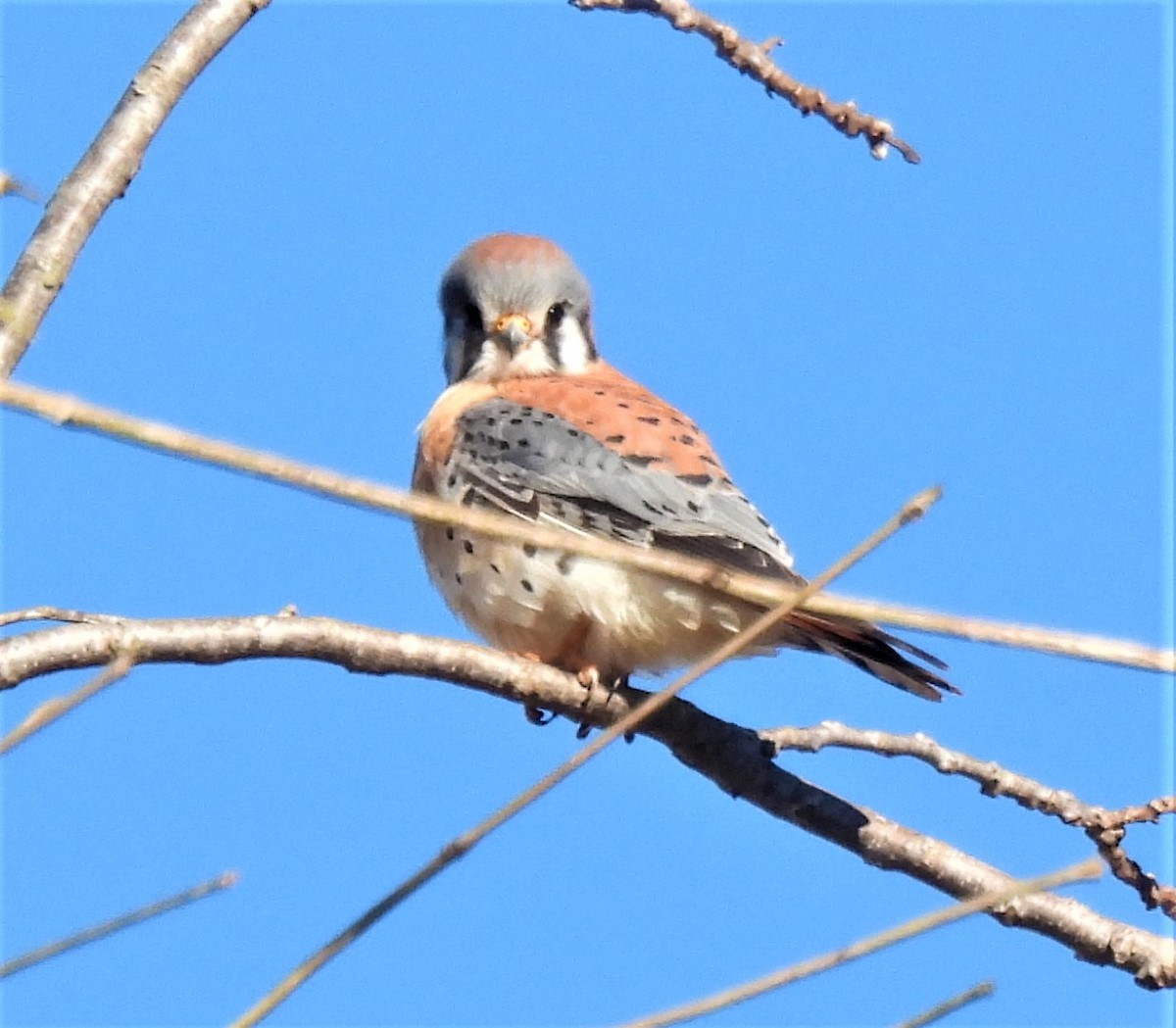 American Kestrel - ML291131351