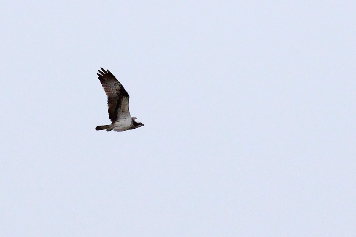 Osprey - ML291132671