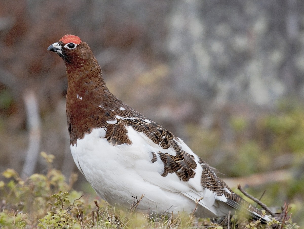 Willow Ptarmigan - benny cottele