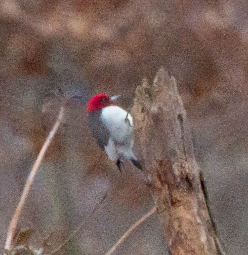 Red-headed Woodpecker - ML291135201