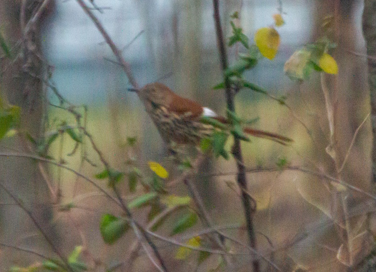 Brown Thrasher - ML291135671