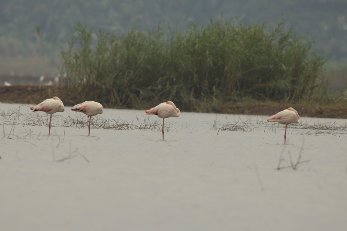 Greater Flamingo - ML291136391