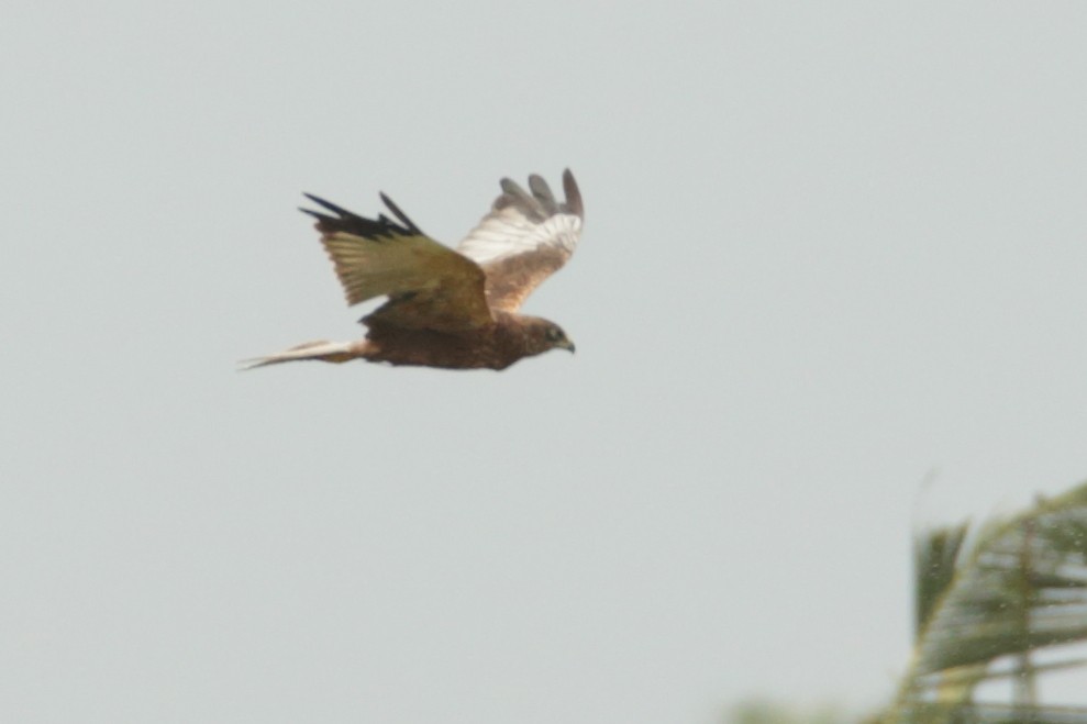 Western Marsh Harrier - ML291136401