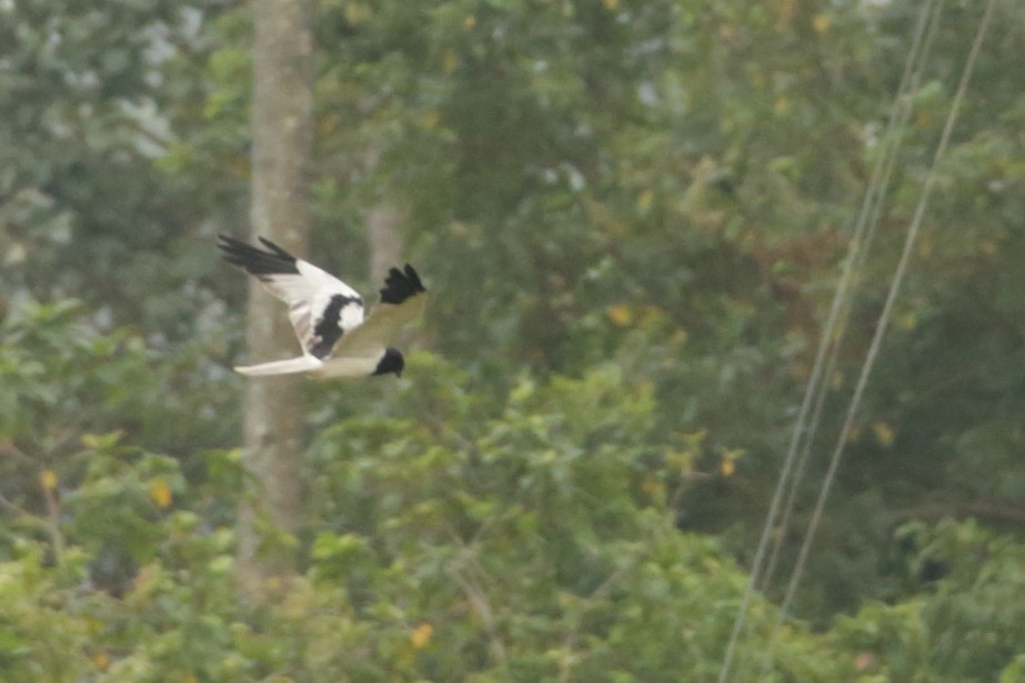 Pied Harrier - ML291136481