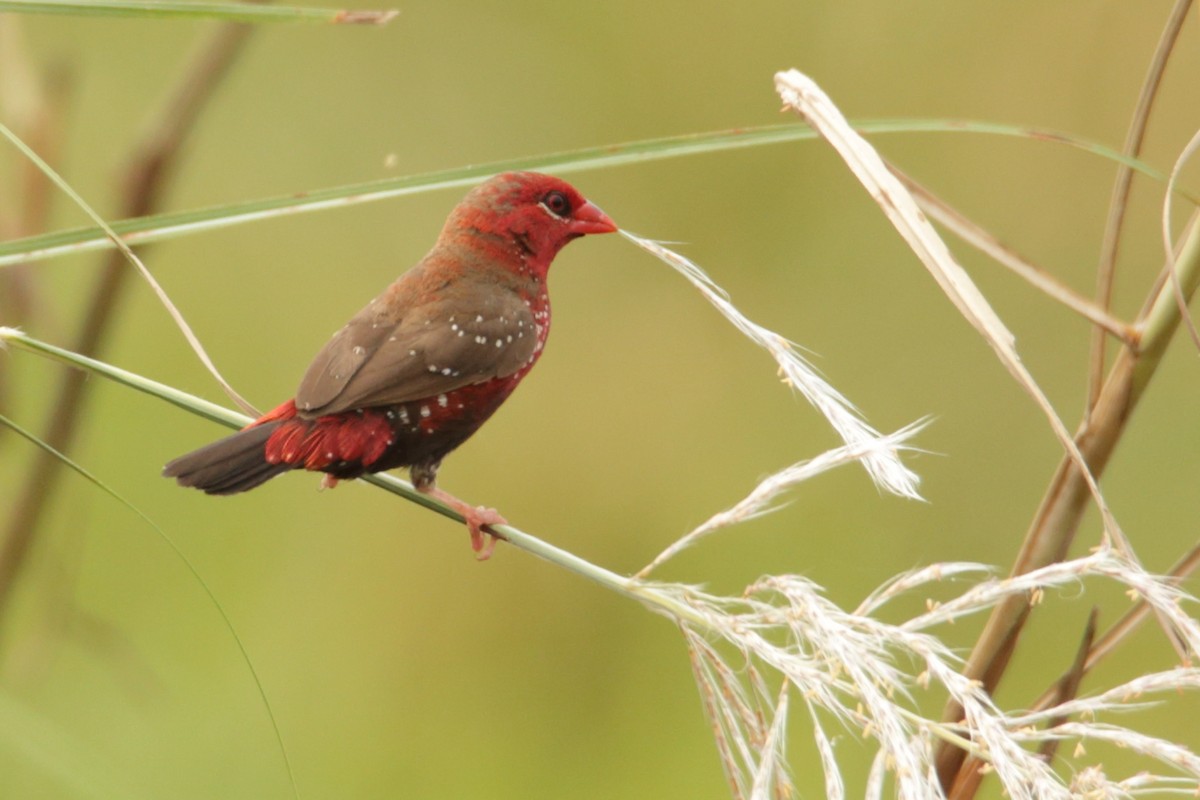 Red Avadavat - Sabarish B