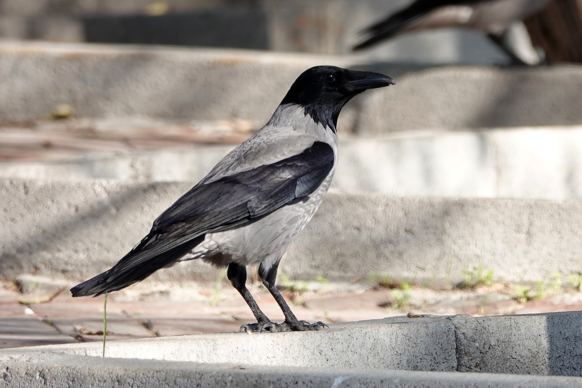 Hooded Crow - Cédric Mroczko