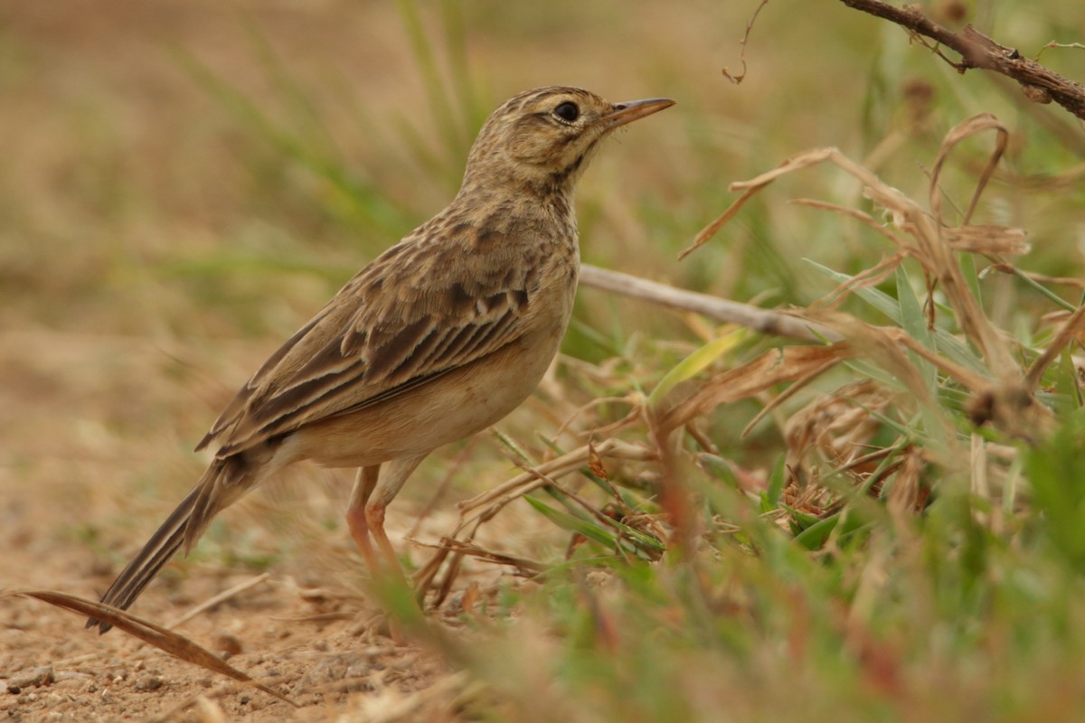 Paddyfield Pipit - Sabarish B