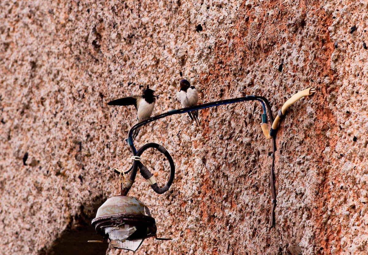 Barn Swallow - ML291137681