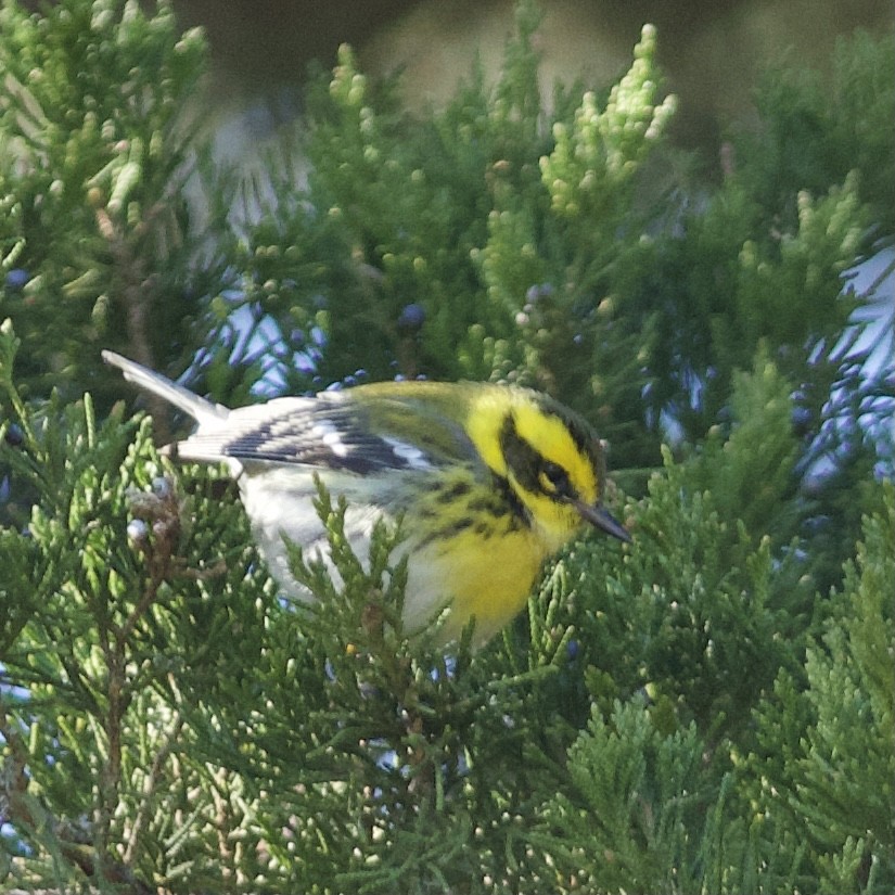 Townsend's Warbler - Patrick Taylor