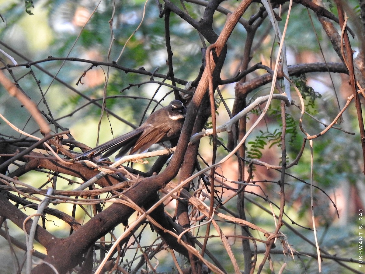 White-browed Fantail - ML291138271