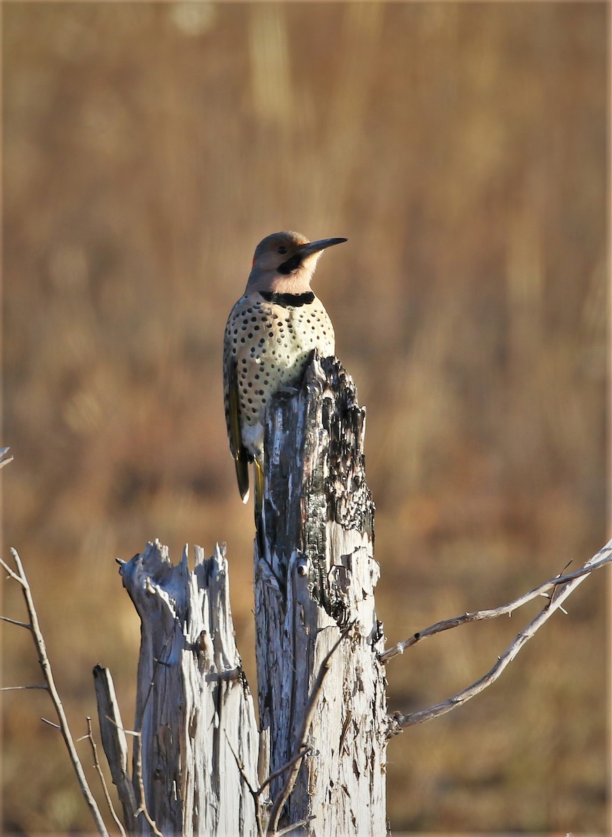 Northern Flicker - Evan Pannkuk