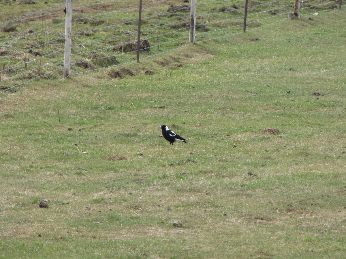 Australian Magpie - ML291140531