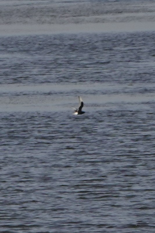 White-winged Tern - ML291141441