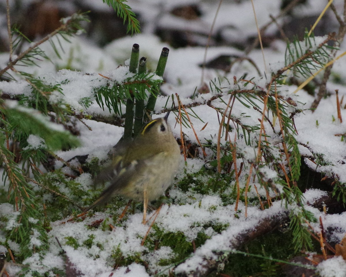 Goldcrest - Jurijs Silinevics